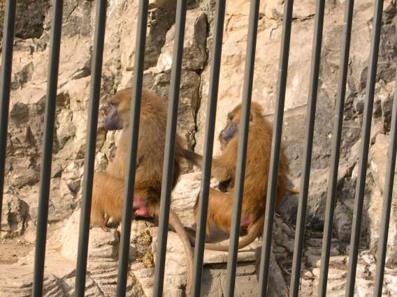  Babouins (zoo de la citadelle)